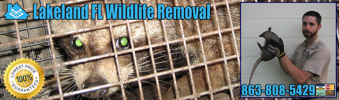 Lakeland Wildlife and Animal Removal